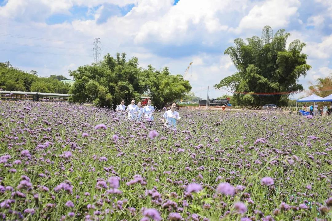 在梦幻九佛燕塘 徜徉在百万花海之中 目之所及皆是紫色盛宴 如梦似幻